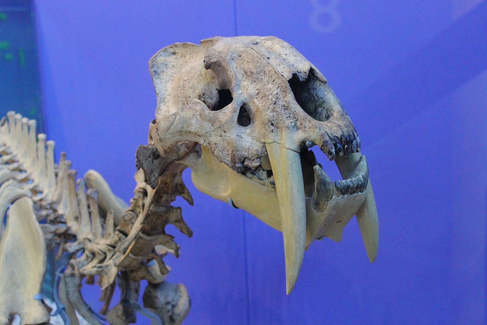 What Were Gorgonopsids? (image credits: wikimedia)
