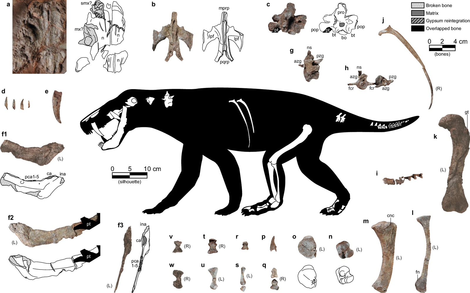 Fossil Discoveries and Scientific Insights (image credits: wikimedia)