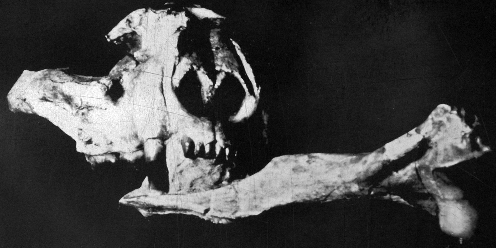 Why Gorgonopsids Still Matter Today (image credits: wikimedia)