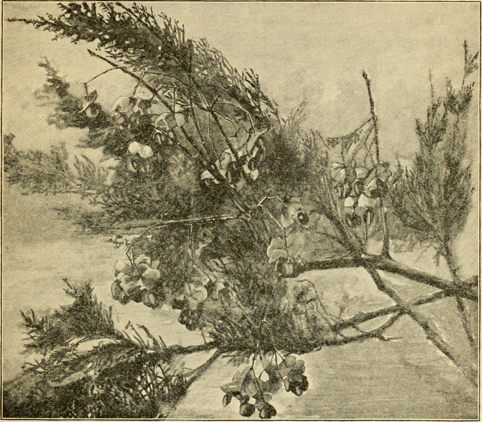 Flora and Fauna: Nature’s Resilience (image credits: wikimedia)