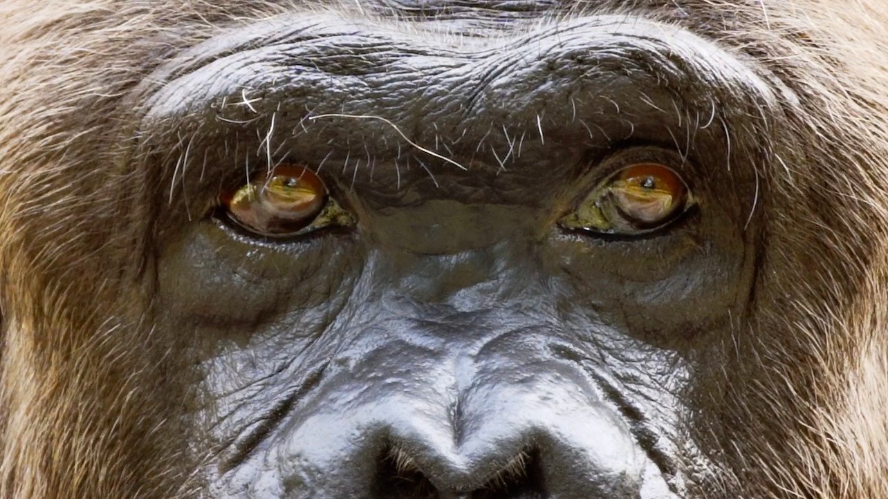 Eye Contact: A Primate Social Superpower (image credits: wikimedia)