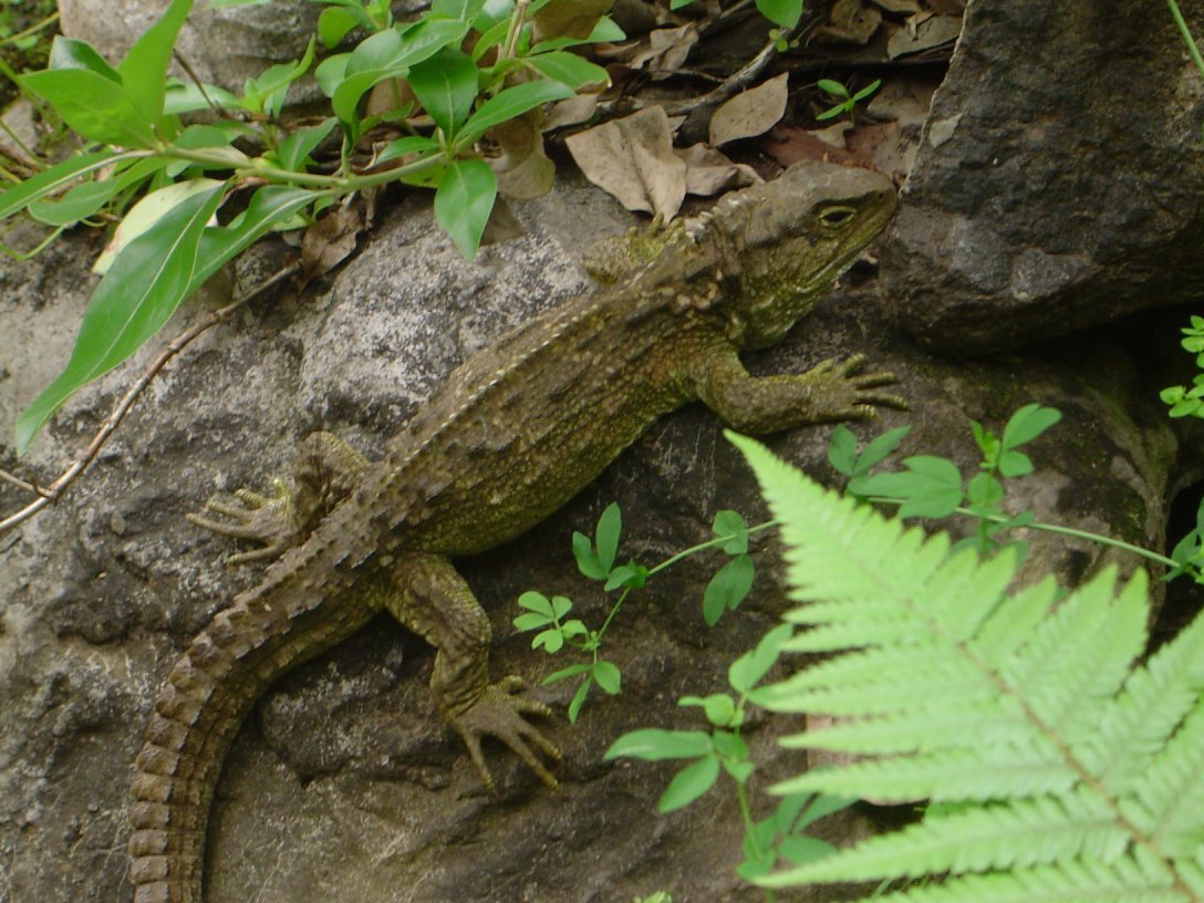 A Slow and Steady Life Cycle (image credits: wikimedia)