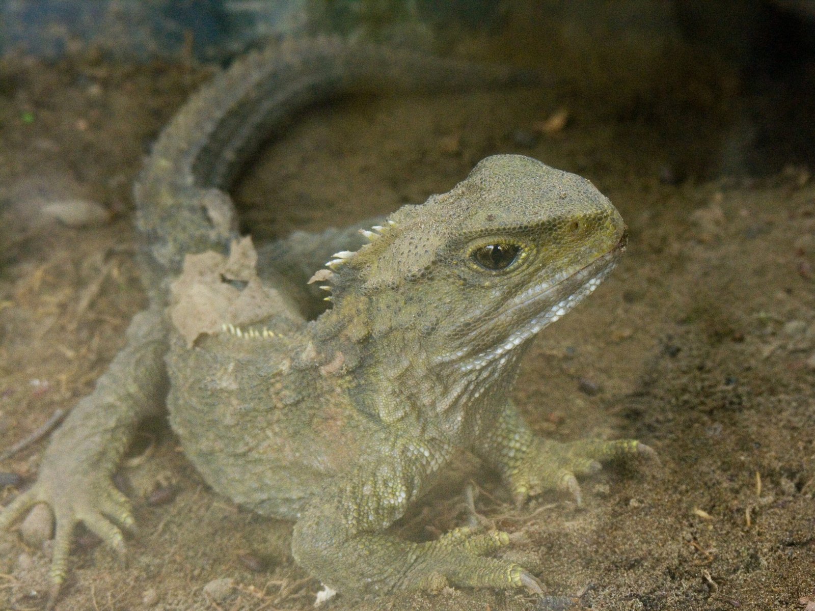 Cold-Blooded Champions: Adapting to Cool Climates (image credits: wikimedia)