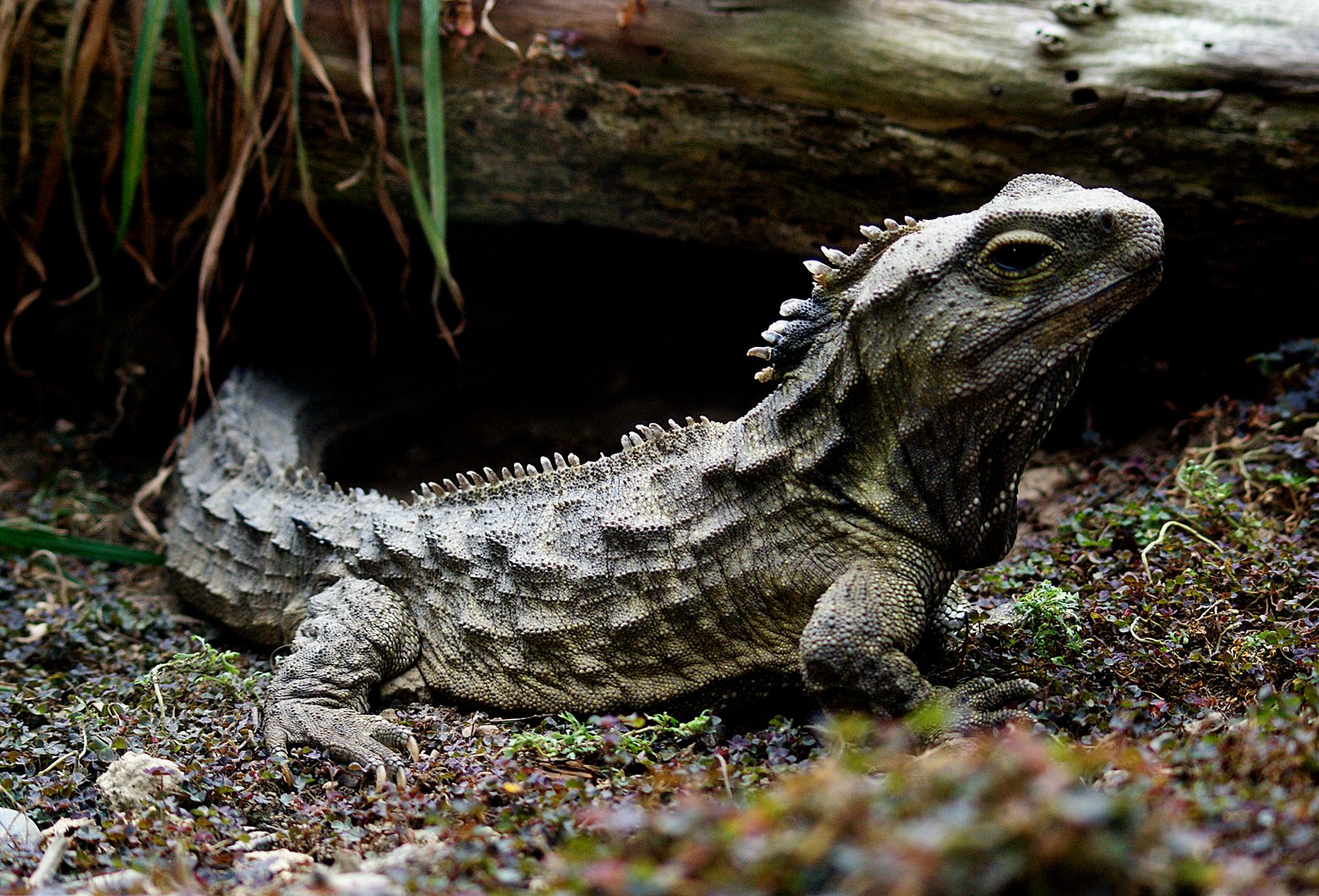 Modern Conservation Efforts (image credits: wikimedia)