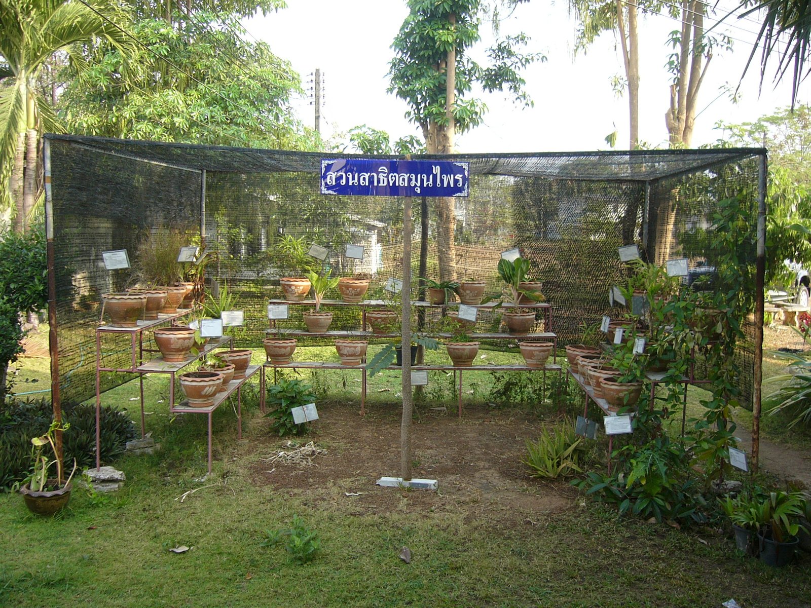 Medicinal Plants and Ethnobotany (image credits: wikimedia)