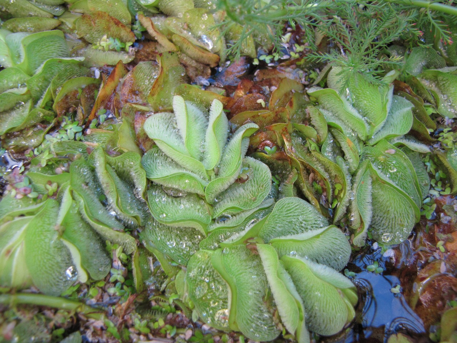 Water Conservation and Climate Regulation (image credits: wikimedia)