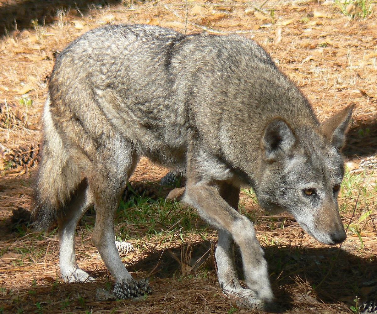Why Red Wolves Matter (image credits: wikimedia)