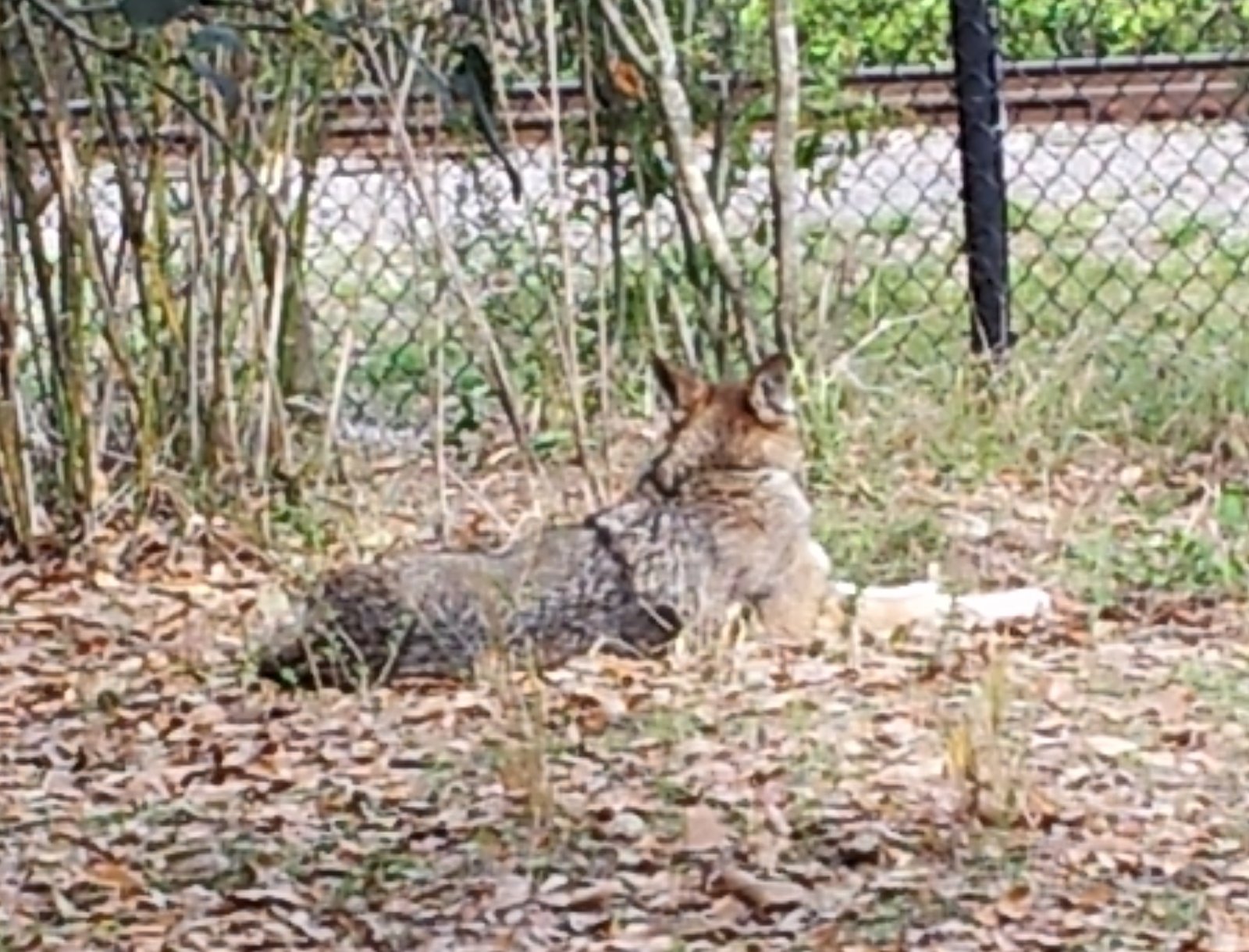 The Science of Rewilding (image credits: wikimedia)