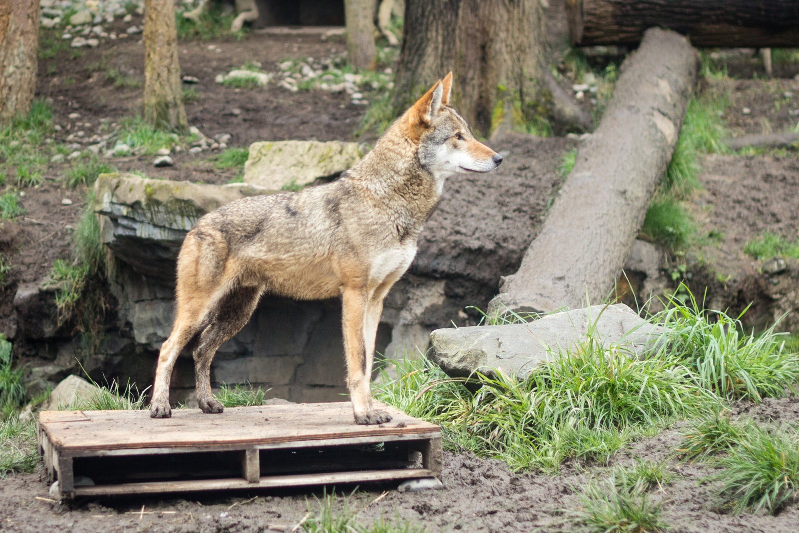 The Future of Rewilding in the Southeast (image credits: wikimedia)