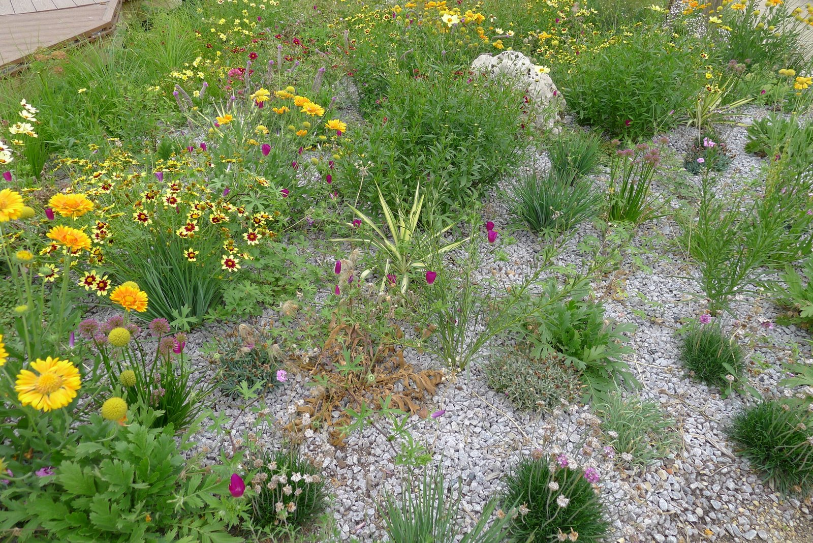 The Science Behind Xeriscaping (image credits: wikimedia)