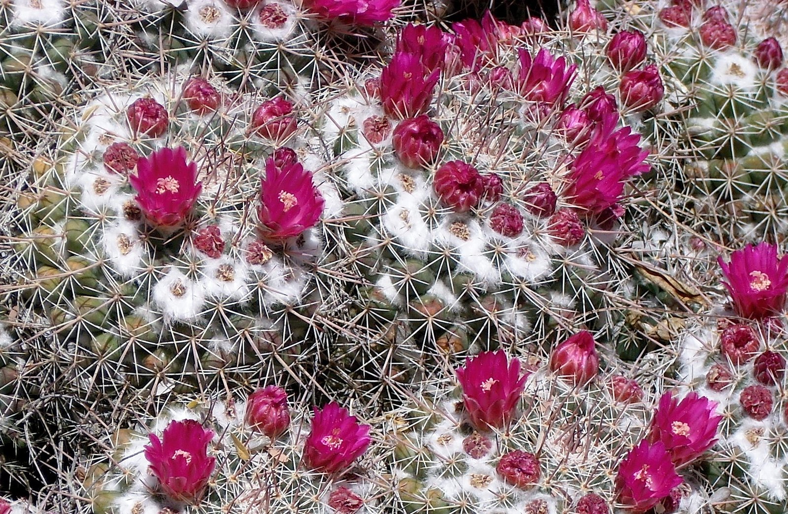 Native Plants: The Heart of the Desert Garden (image credits: wikimedia)