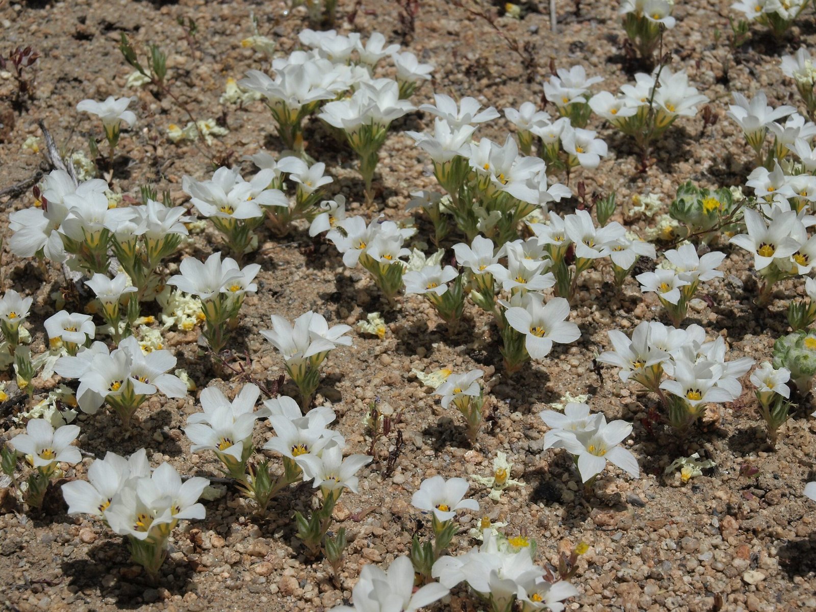 Soil as a Living Partner (image credits: wikimedia)