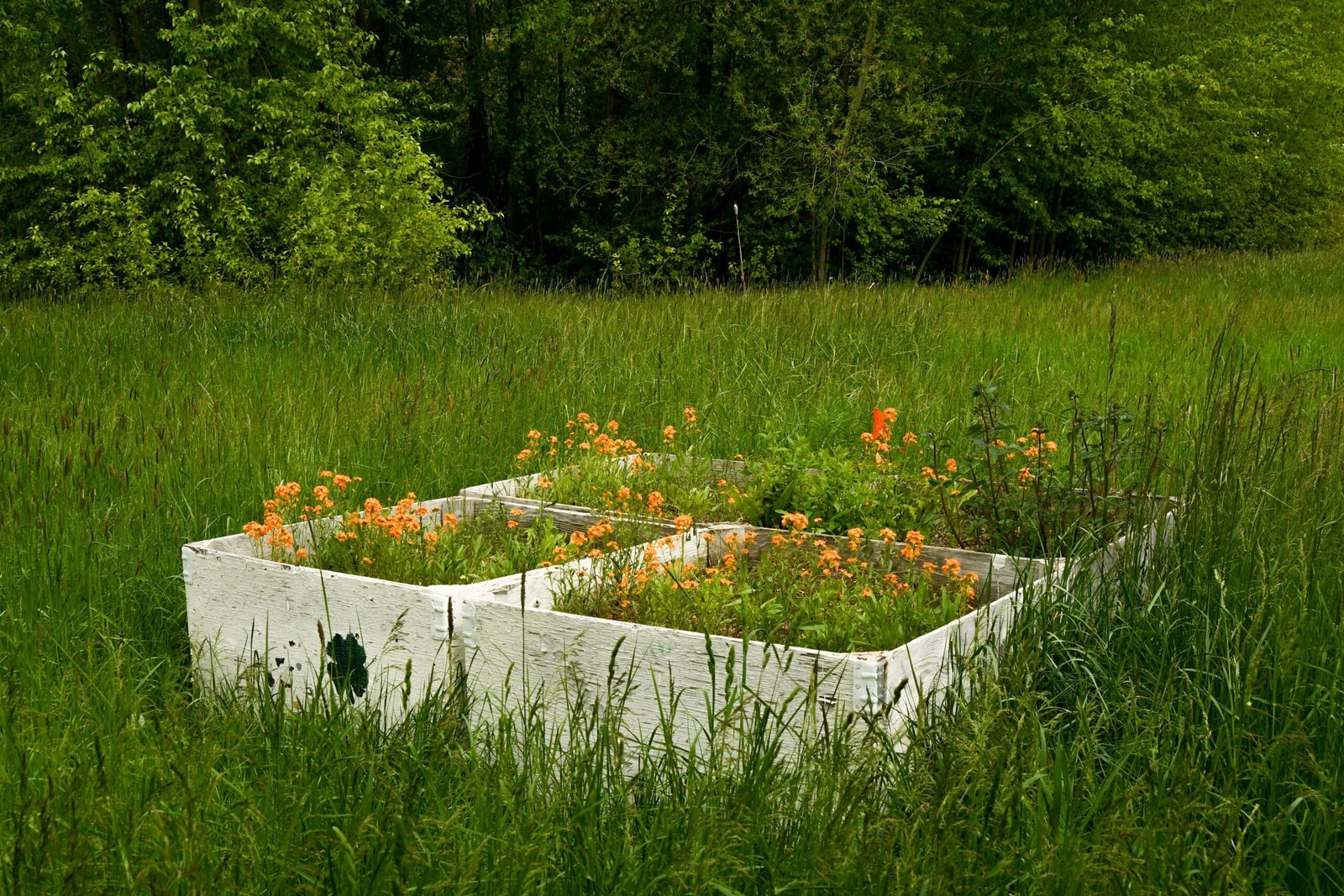 Wildlife and Pollinator Havens (image credits: wikimedia)