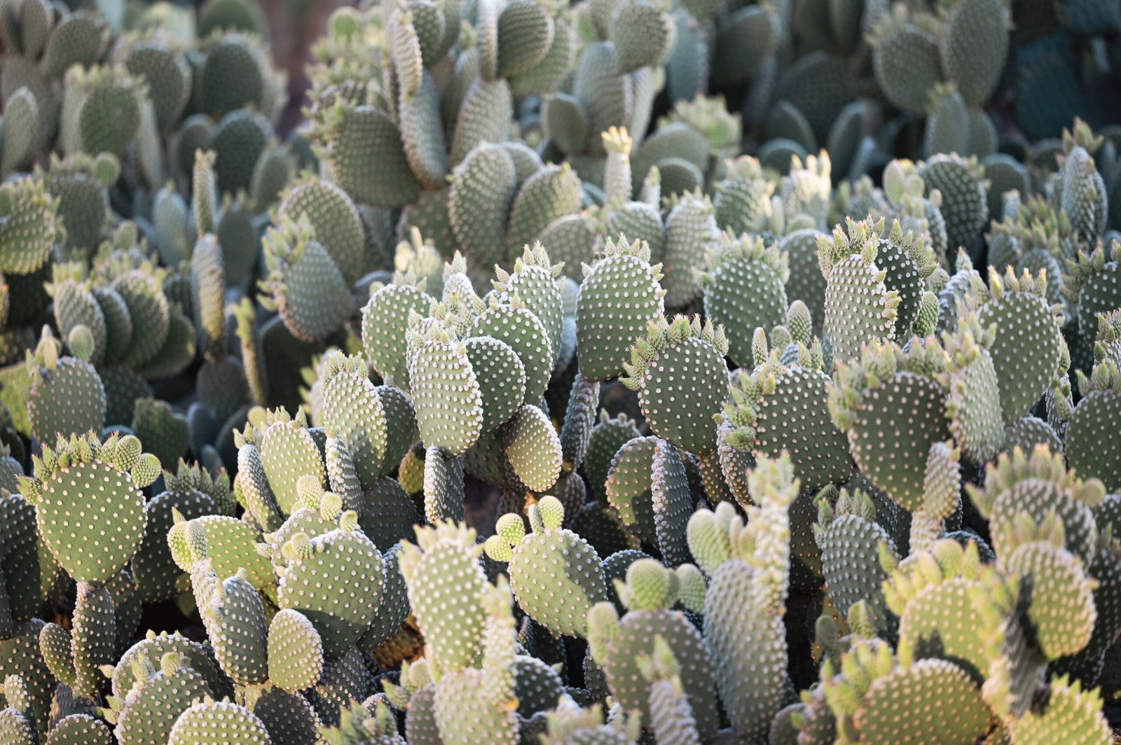 Bringing the Desert Bloom Home (image credits: wikimedia)