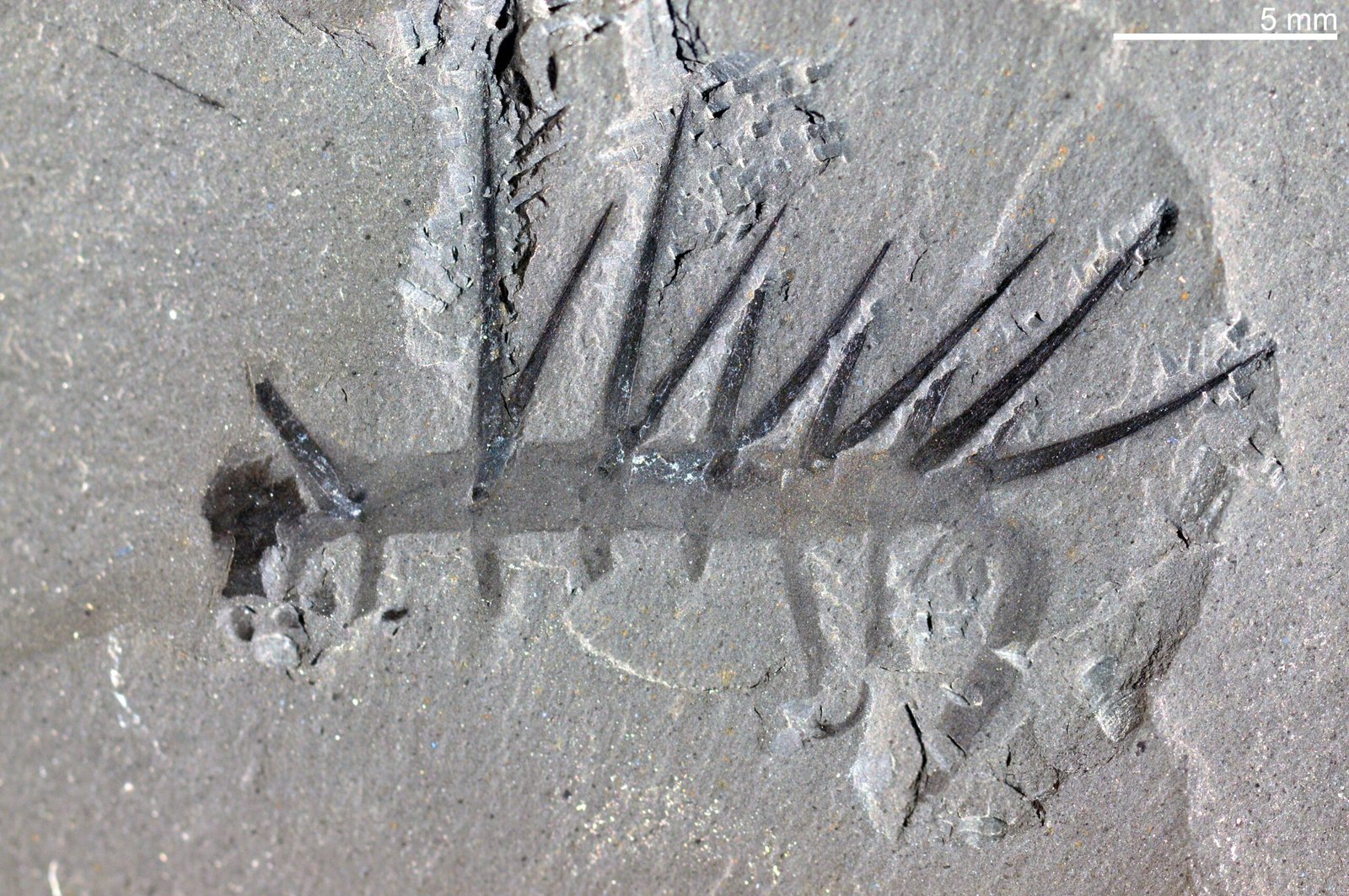 A Fossil from the Dawn of Animal Life (image credits: wikimedia)