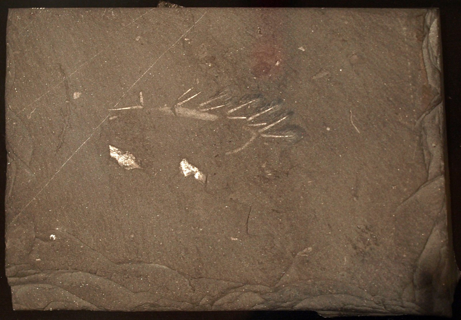 A Survivor of the Cambrian Explosion (image credits: wikimedia)