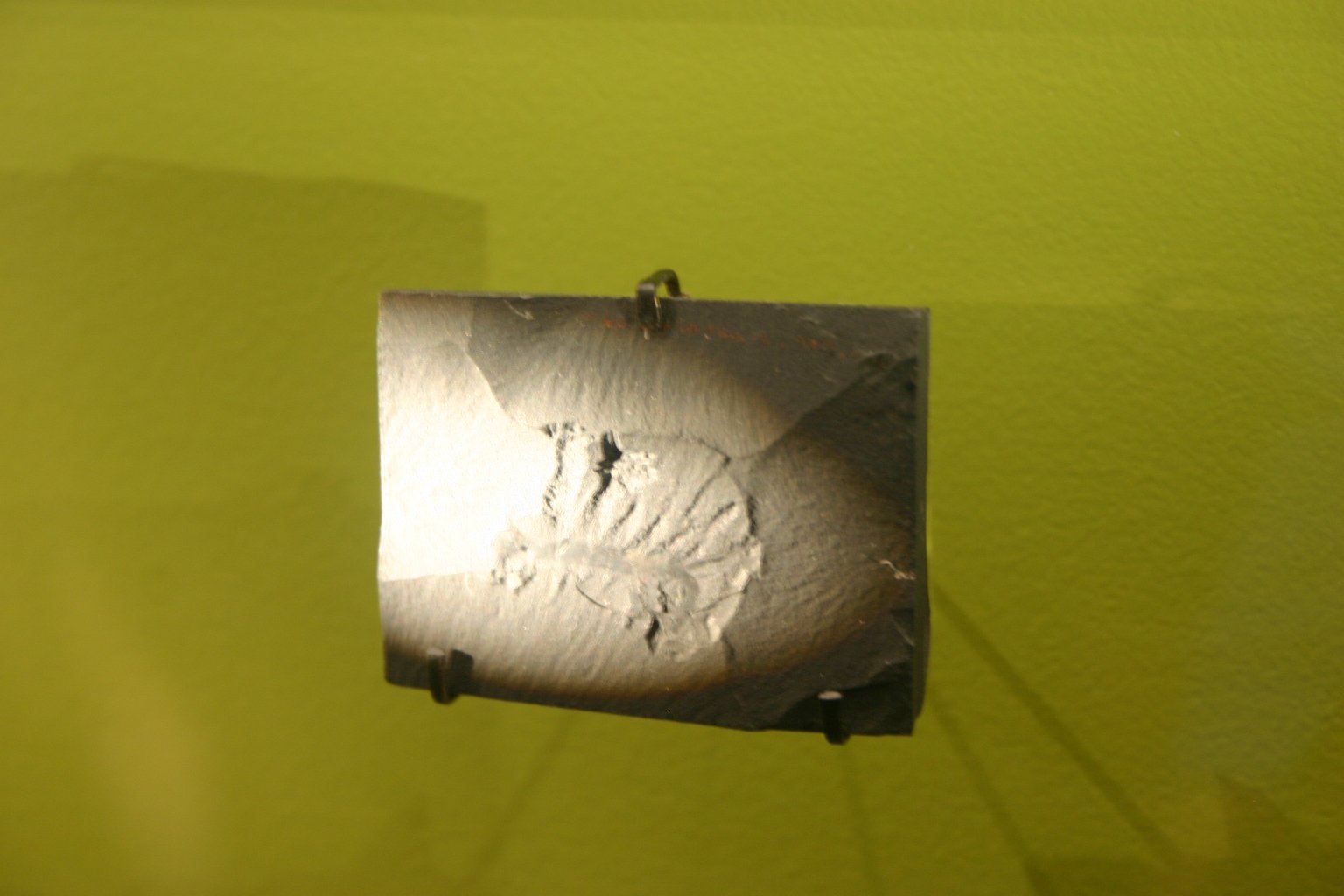 The Enduring Mystery of Hallucigenia (image credits: wikimedia)