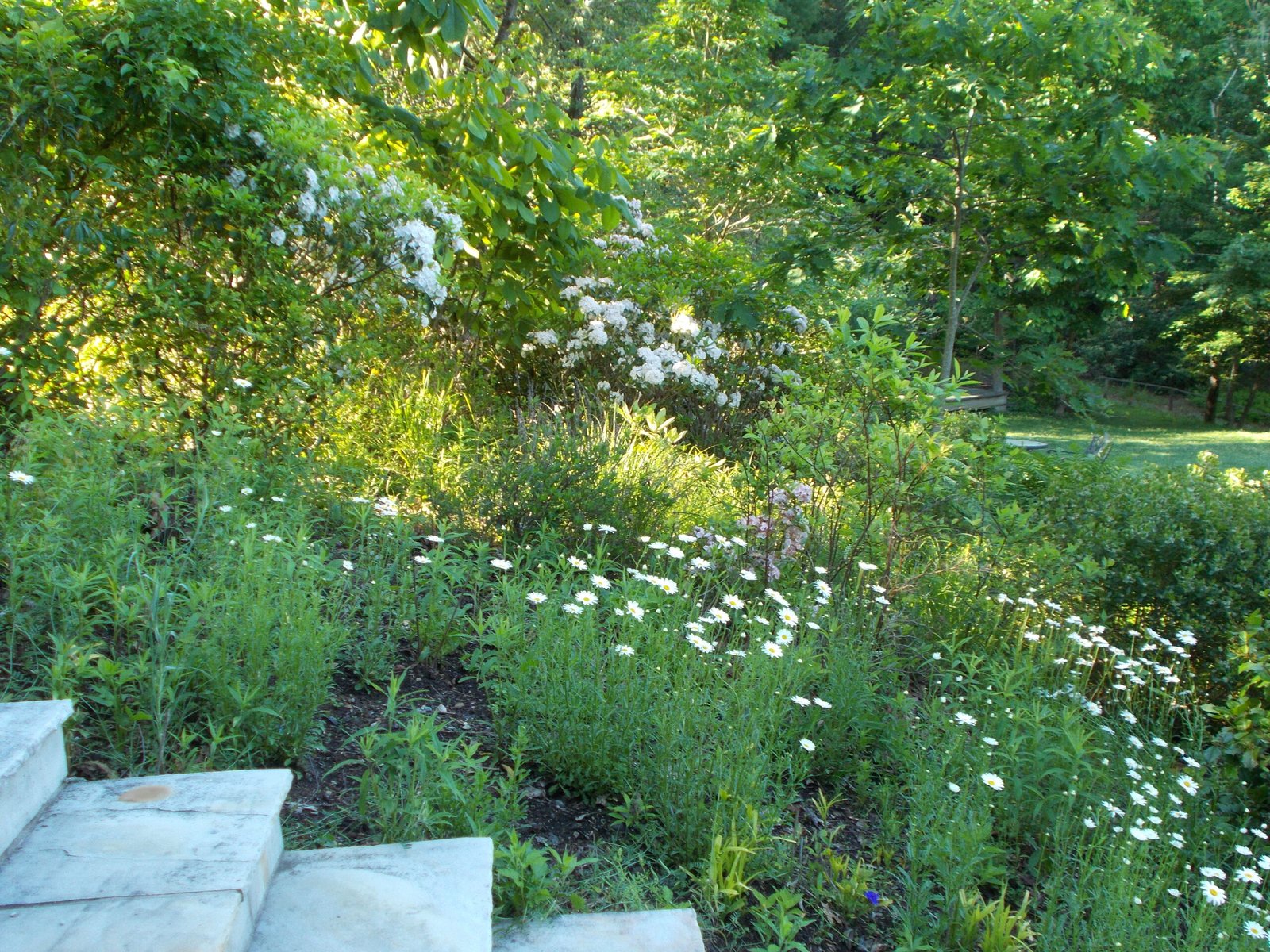 The Urgency of Urban Biodiversity (image credits: wikimedia)