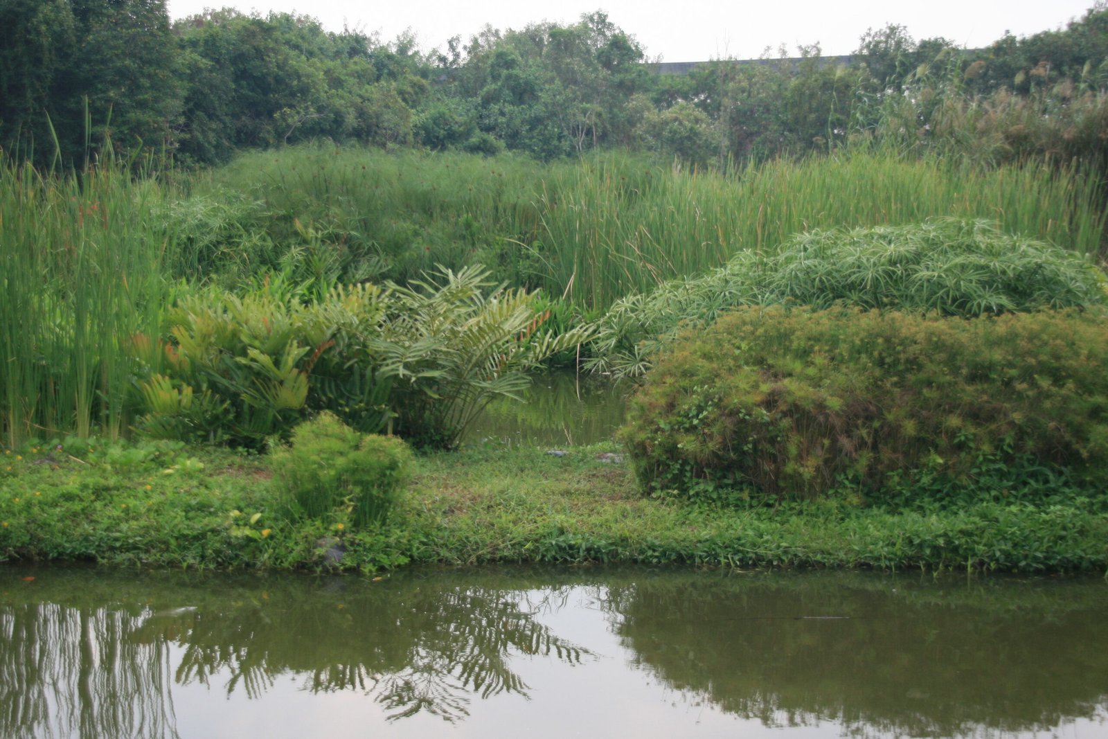 The Hidden Power of Wetlands (image credits: wikimedia)