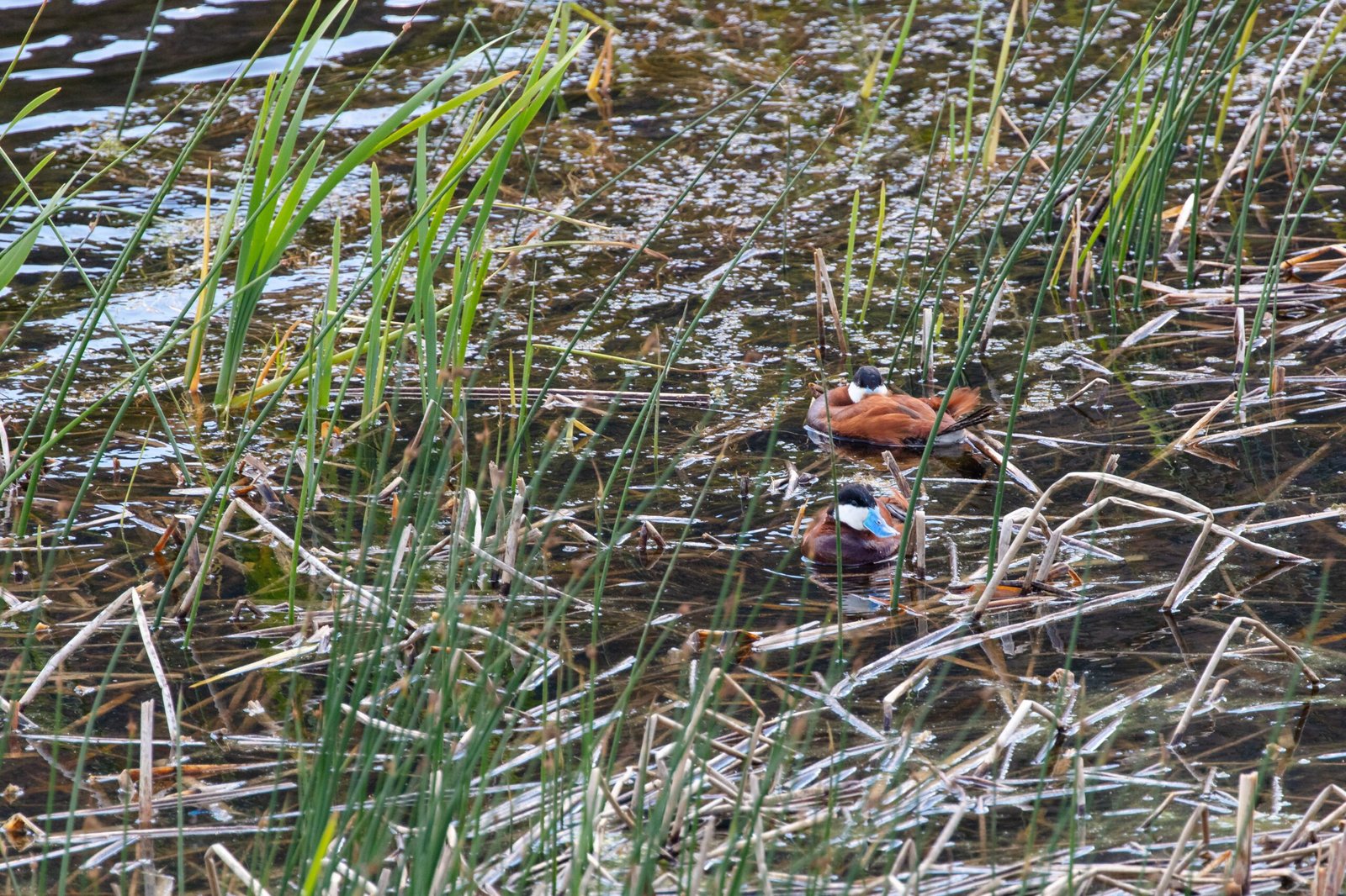 Creating New Habitats for Wildlife (image credits: wikimedia)