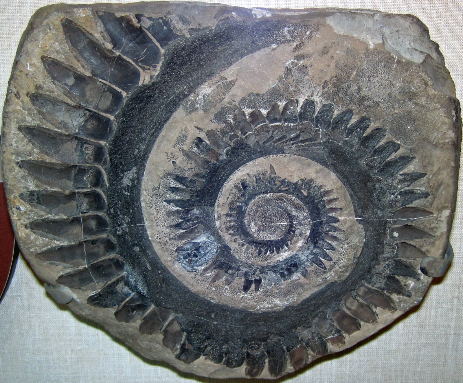 The Fossil Discovery That Sparked a Mystery (image credits: wikimedia)