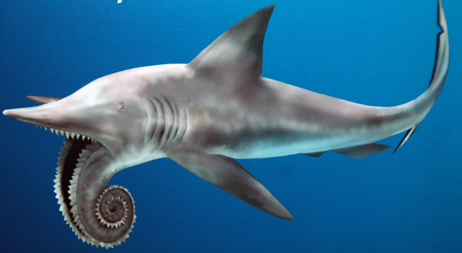 The Buzzsaw Tooth Whorl: A Prehistoric Enigma (image credits: wikimedia)