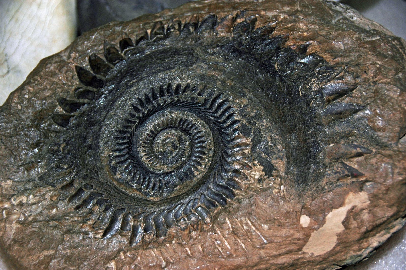 Cracking the Jaw Mystery With Modern Technology (image credits: wikimedia)