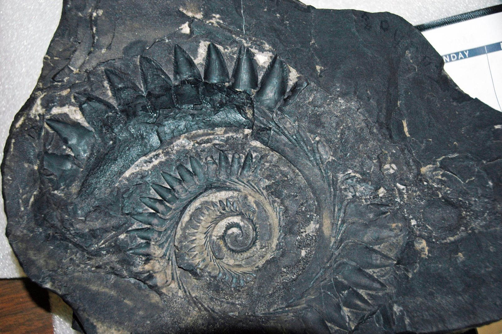 How Did Helicoprion Use Its Buzzsaw? (image credits: wikimedia)