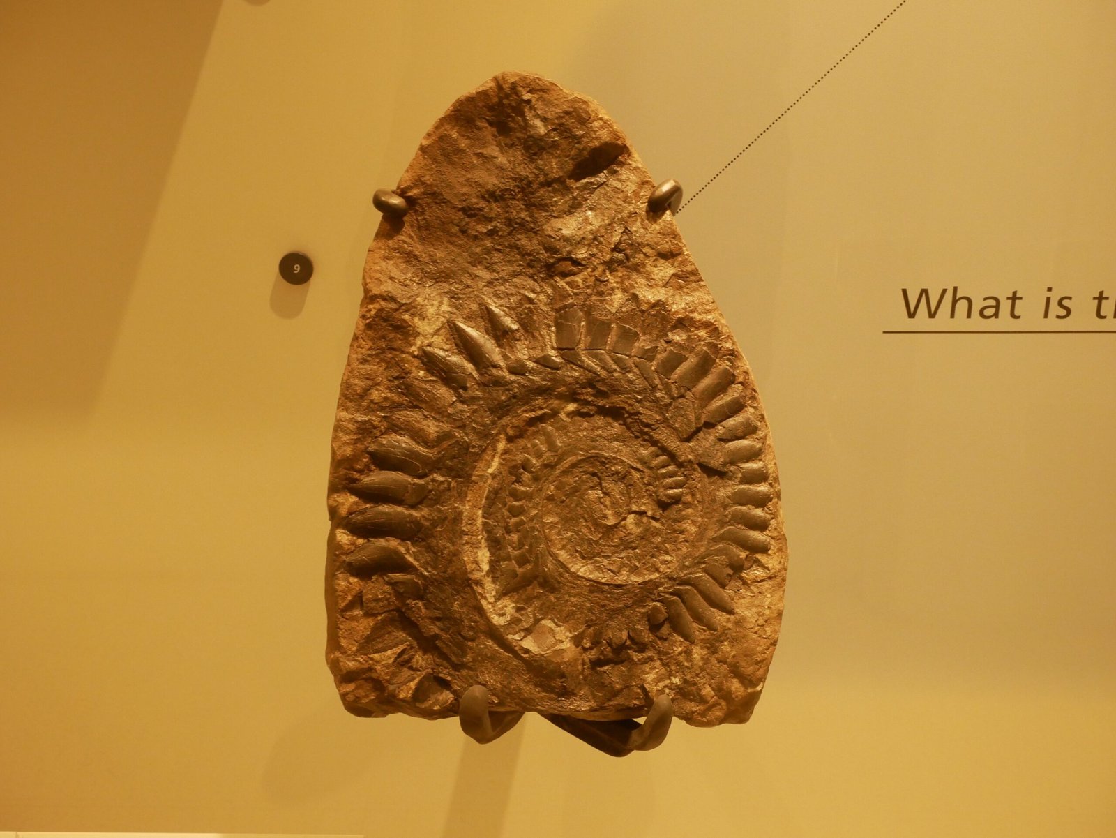 Evolutionary Oddity: Why the Spiral Teeth? (image credits: wikimedia)