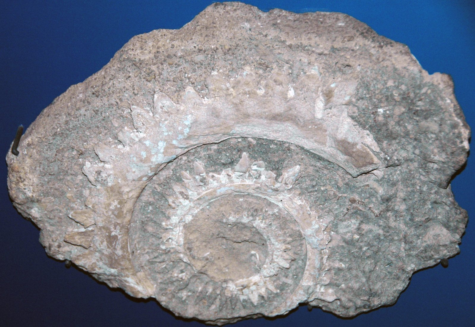 What We’ve Learned From Helicoprion (image credits: wikimedia)