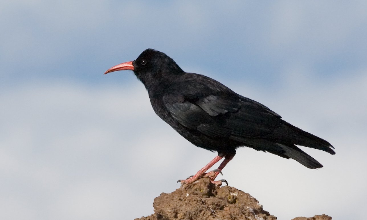 Meet the Chough: Nature’s Red-Billed Acrobat (image credits: wikimedia)