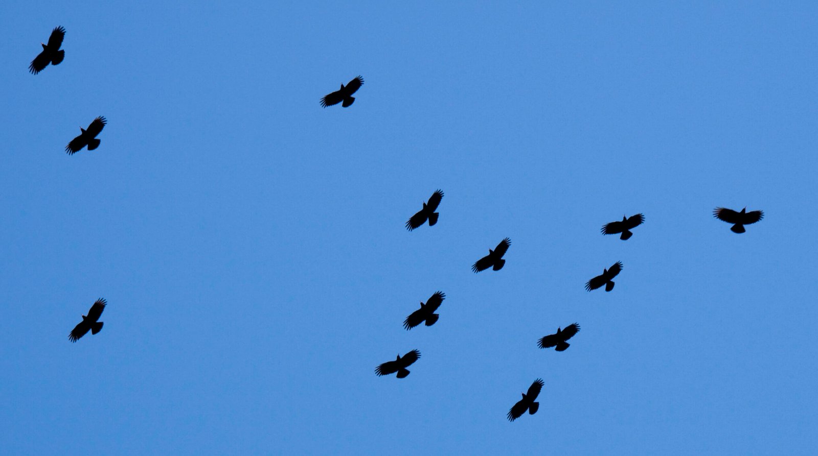 Masters of the Wind: Choughs in Flight (image credits: wikimedia)