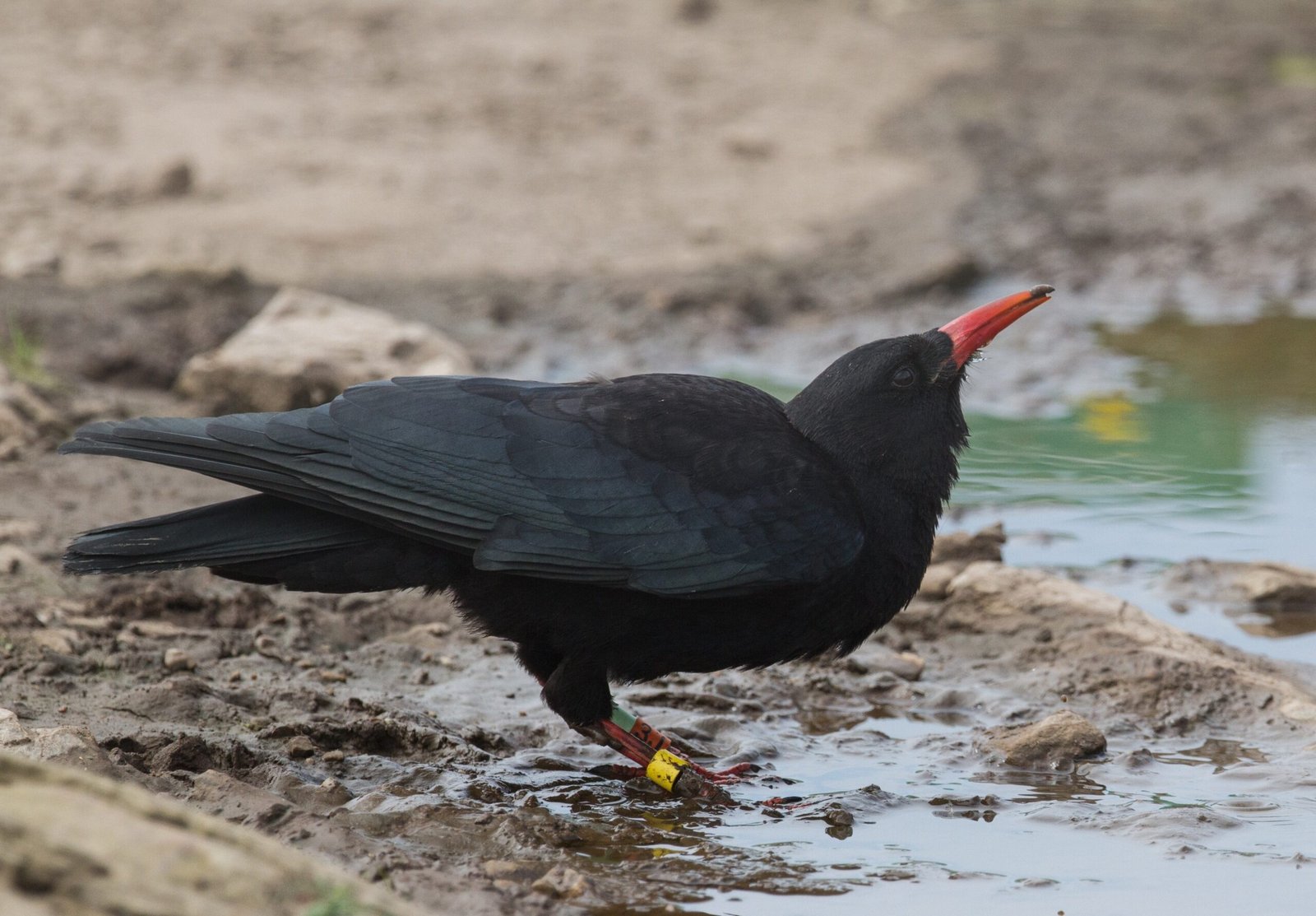 Diet and Daily Life: The Chough’s Coastal Menu (image credits: wikimedia)