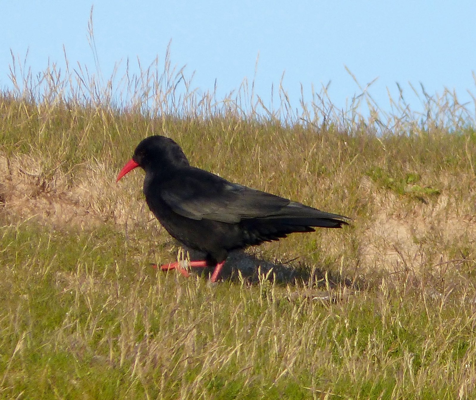Folk Tales and Legends: Choughs as Coastal Guardians (image credits: wikimedia)