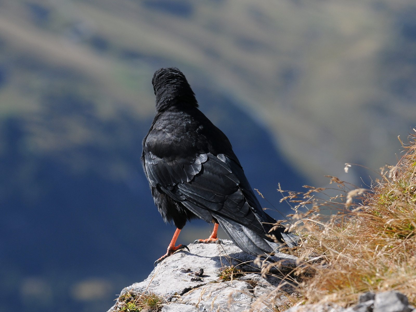 Choughs in Art and Literature (image credits: wikimedia)