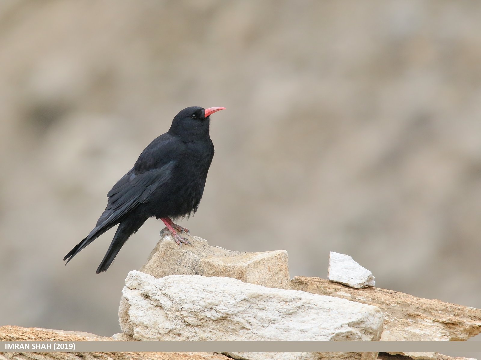 Conservation Challenges and Hope for the Future (image credits: wikimedia)