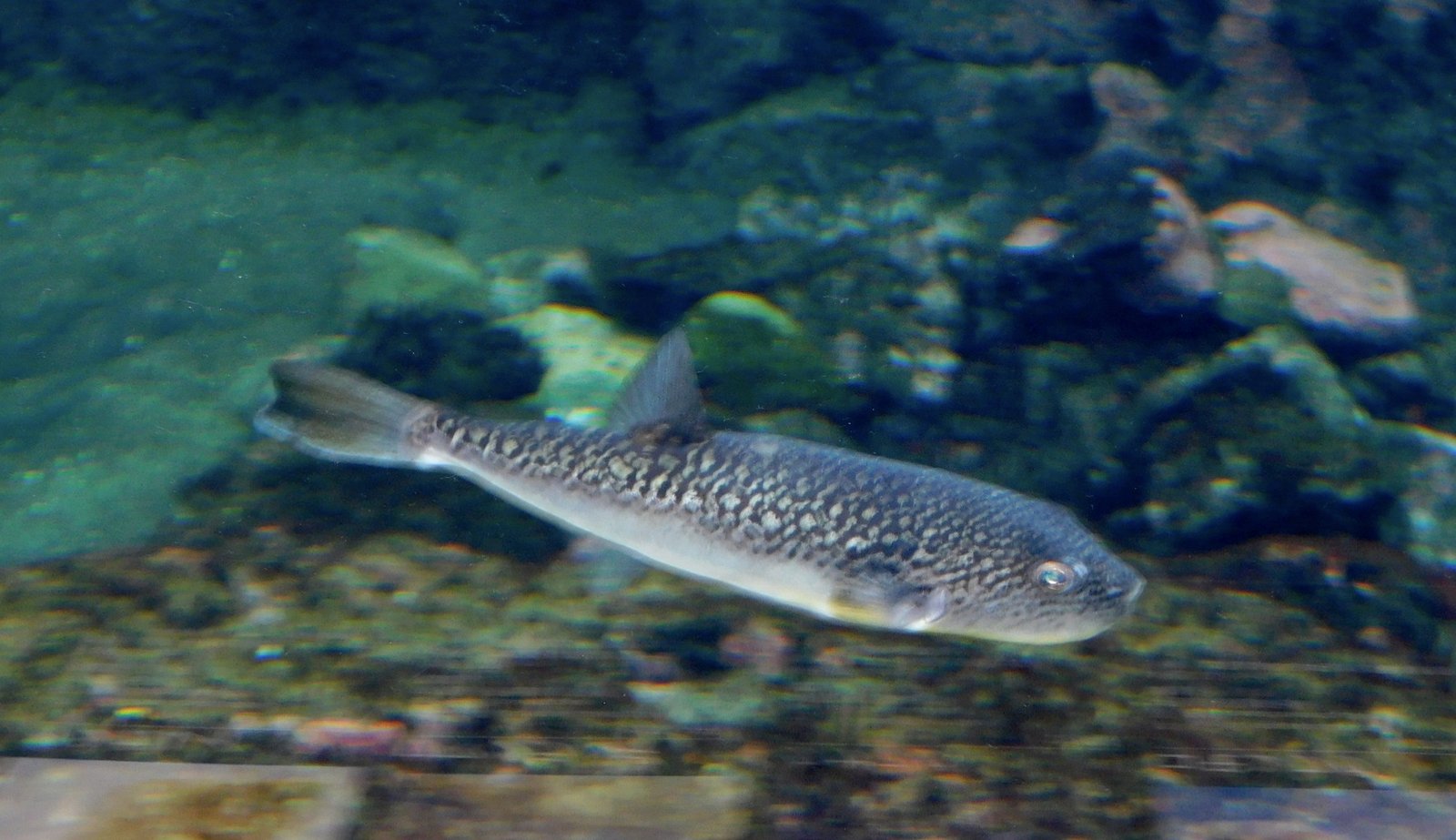 Tools and Techniques (image credits: wikimedia)