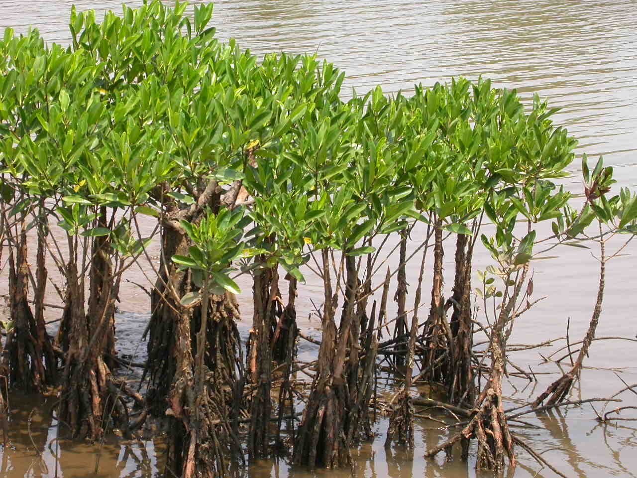 Surviving the Salty Challenge (image credits: wikimedia)