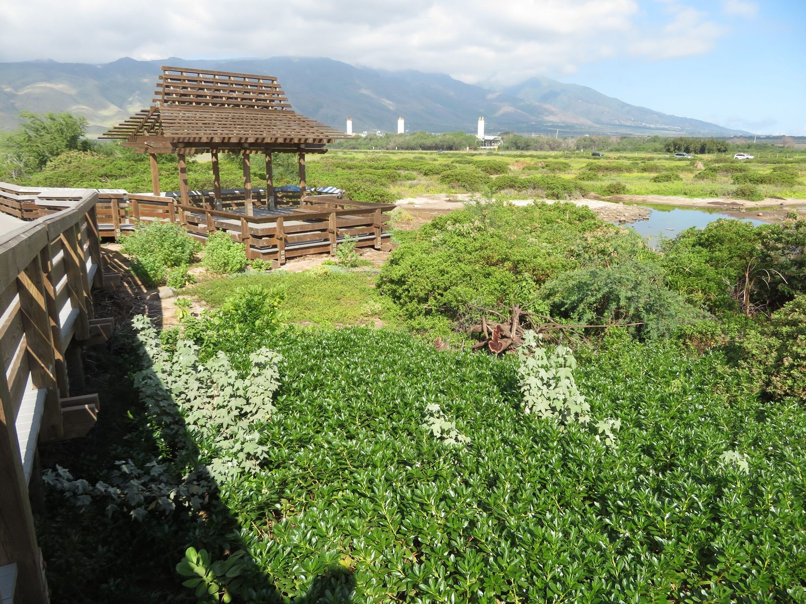 How You Can Support Coastal Native Plants (image credits: wikimedia)