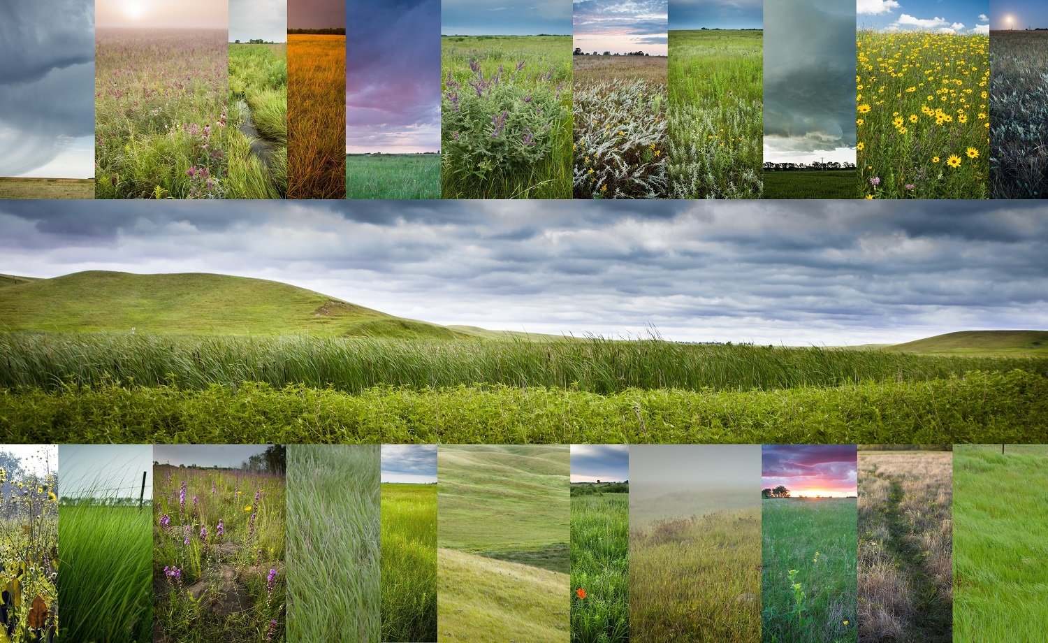 A Living Laboratory of Biodiversity (image credits: wikimedia)