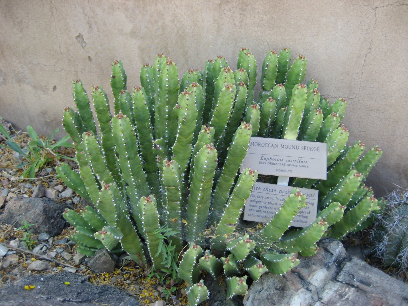 Native Plants: Champions of Survival (image credits: wikimedia)