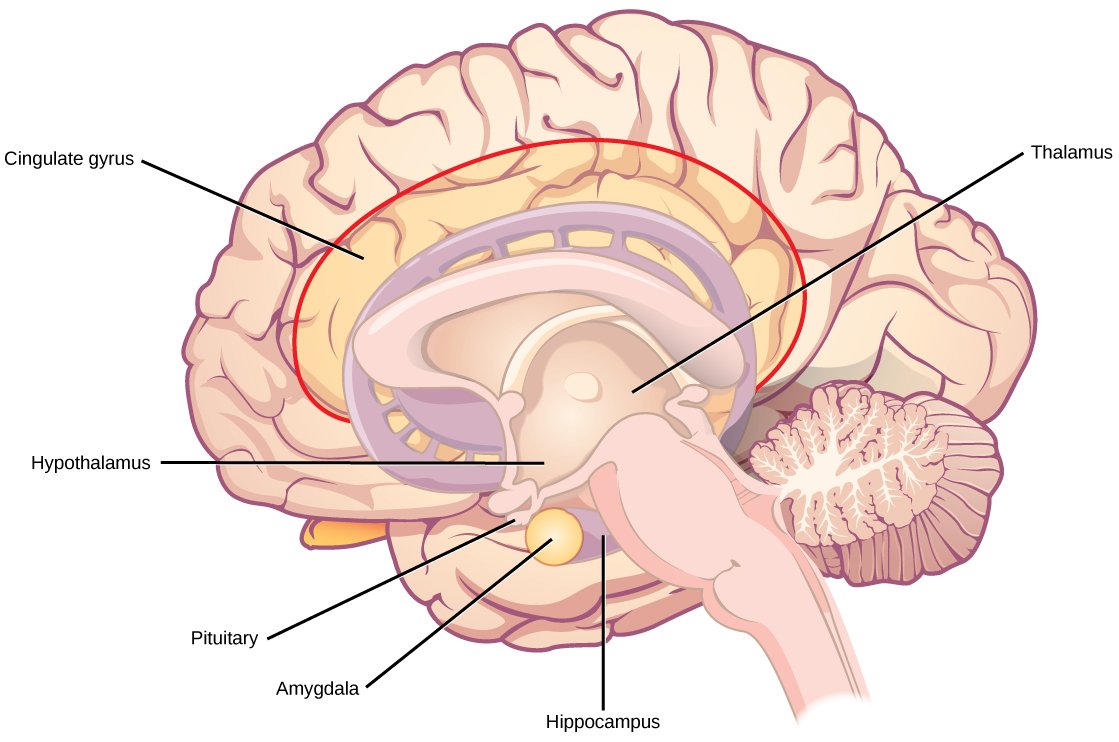 The Genetic Connection: How Language Shapes the Brain (image credits: wikimedia)
