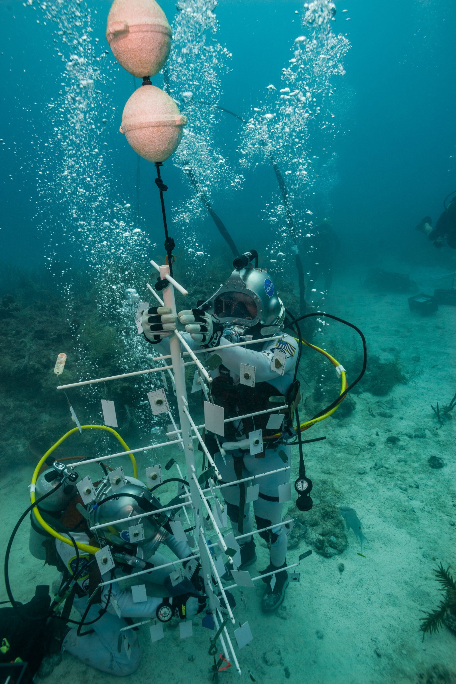 How Underwater Nurseries Work (image credits: wikimedia)