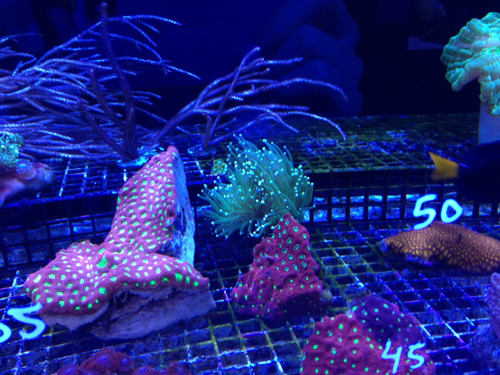 Challenges Facing Coral Restoration (image credits: wikimedia)
