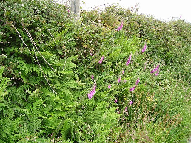 Climate Change and the Future of Hedgerows (image credits: wikimedia)