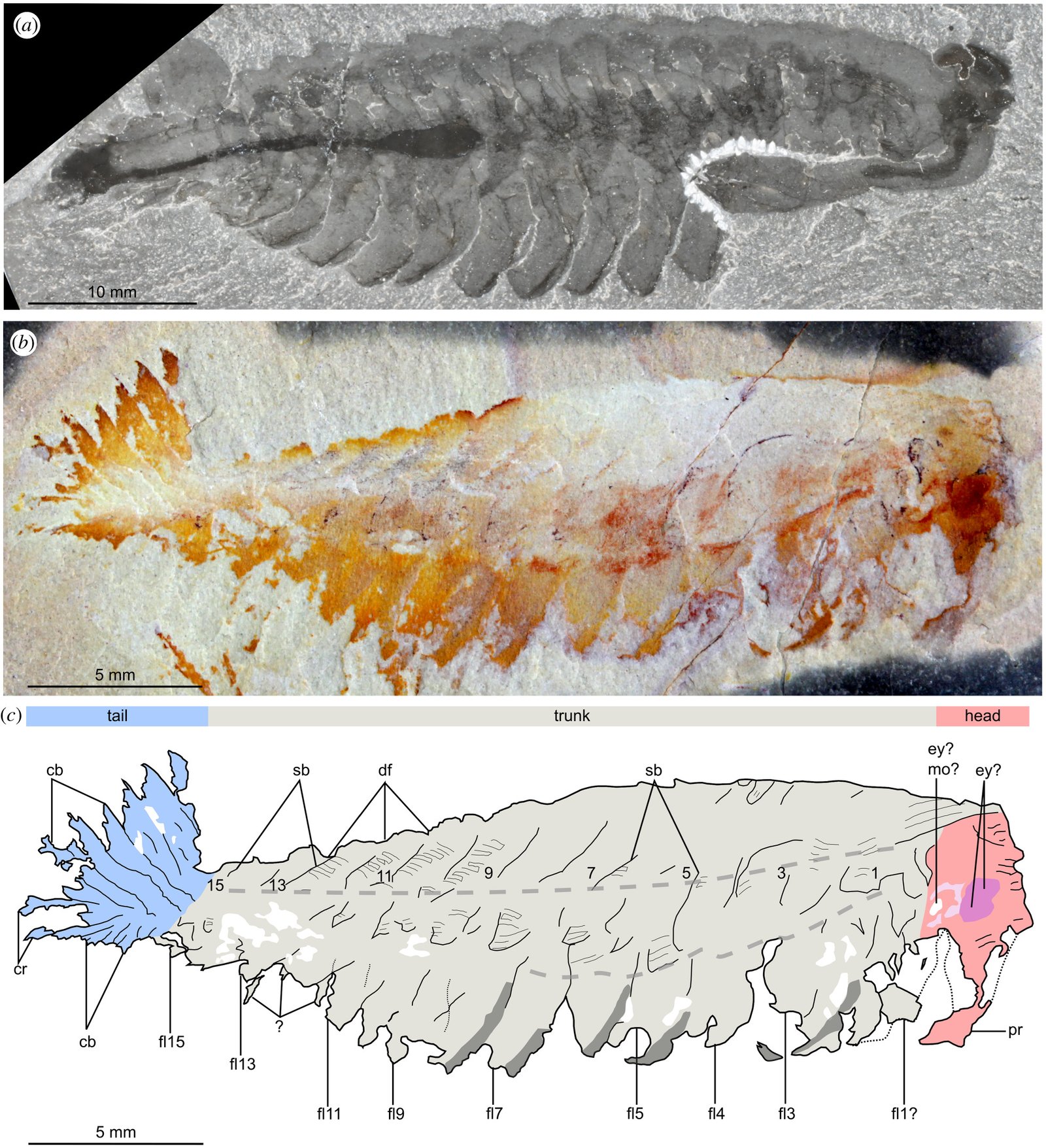 The Discovery That Shocked Paleontology (image credits: wikimedia)