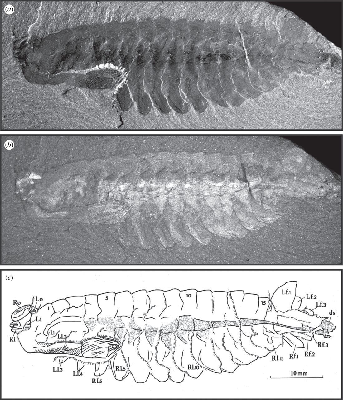 A Flexible Proboscis: The Ultimate Feeding Tool (image credits: wikimedia)