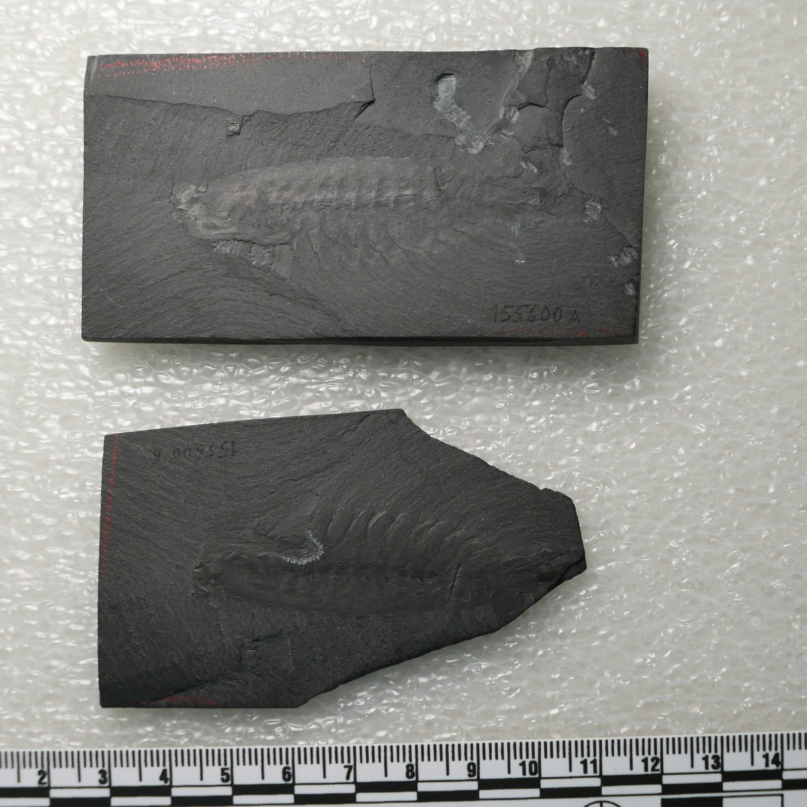 Why Was Opabinia So Weird? (image credits: wikimedia)