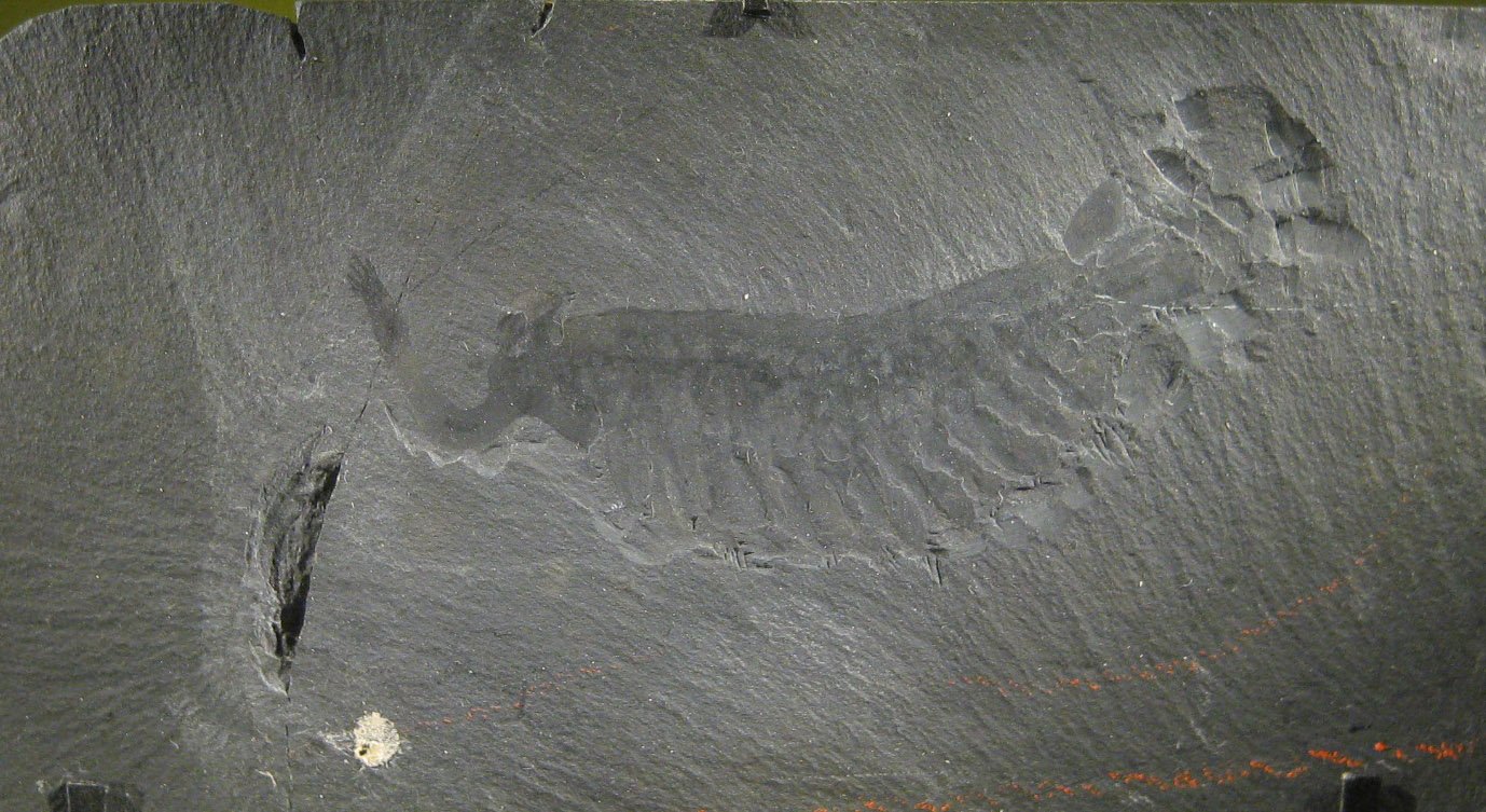 What Opabinia Teaches Us About Evolution (image credits: wikimedia)