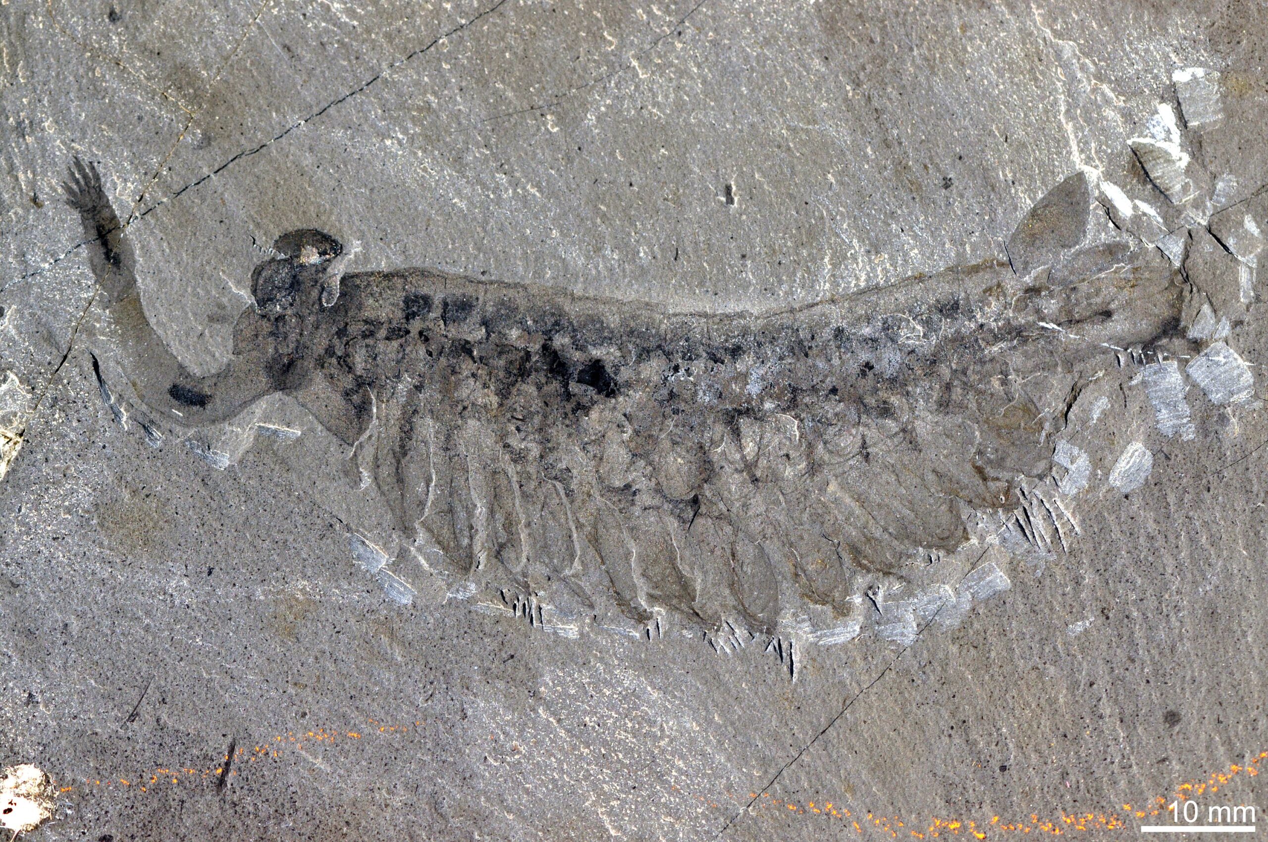 Opabinia: The Five-Eyed Oddball of the Cambrian Explosion
